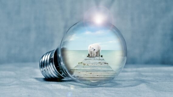 lightbulb, icebear, web-2581192.jpg